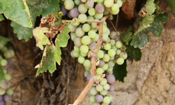 Ask About our Garden selection