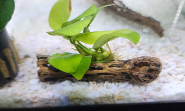 Anubias on Cholla wood
