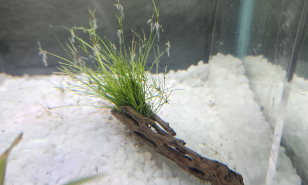 Dwarf hair grass on Cholla wood