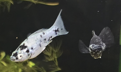 Dalmation & Black Mollies