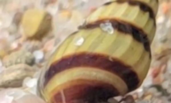 Assassin Snails 