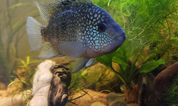 Texas Cichlid pair (rehomed)
