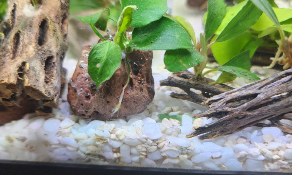 Small Anubias on Lava rock 
