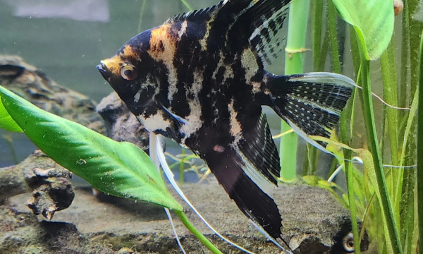Angel Fish