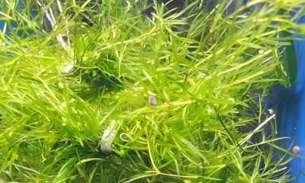 Guppy Grass