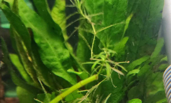 Java Fern