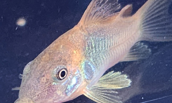 Bronze Corydora