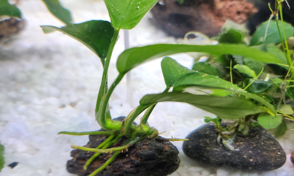 Anubias on Lava rock